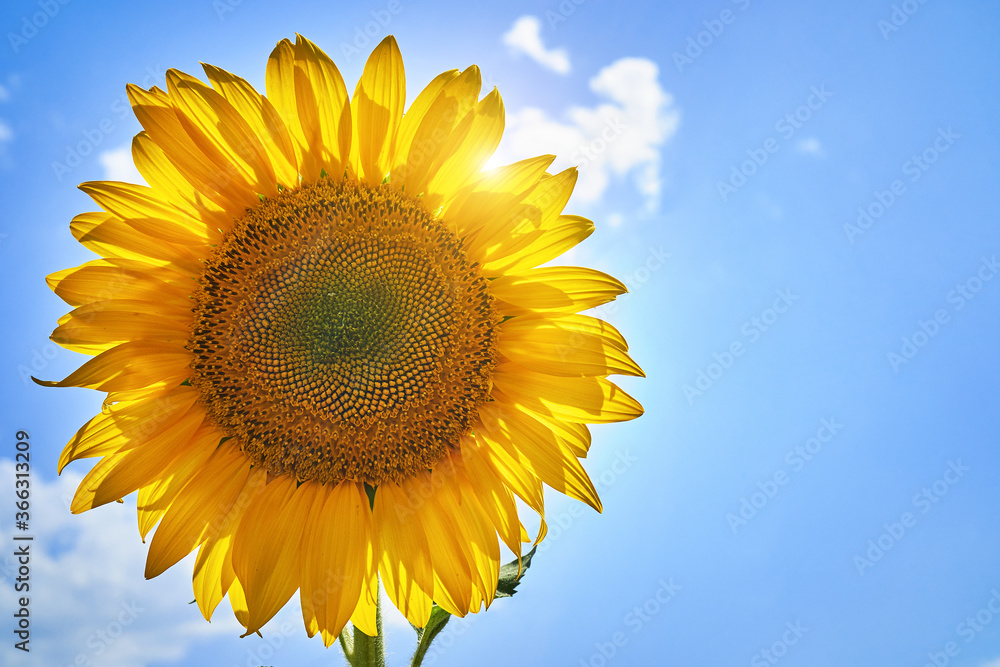 banner summertime blue sky clouds flower sunflower banner summertime blue sky clouds flower sunflower
