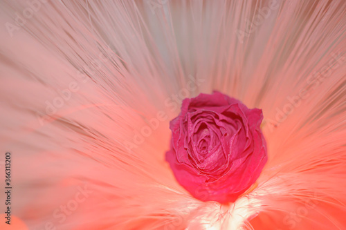 A deep pink dried rose in the colored light of a fiber optic lamp. Rose on the background of the threads of the lamp. Bokeh from the ends of the optical fibers.