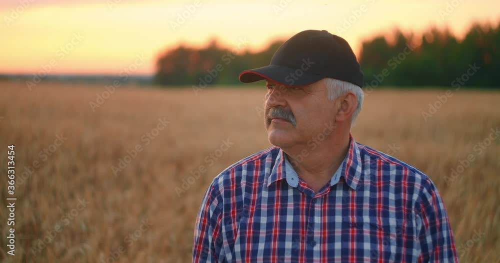 Portrait of a happy Senior adult farmer in a cap in a field of grain looking at the sunset. Wheat field of cereals at sunset. Slow motion Portrait of a happy Senior adult farmer in a cap in a field of grain looking at the sunset. Wheat field of cereals at sunset. Slow motion