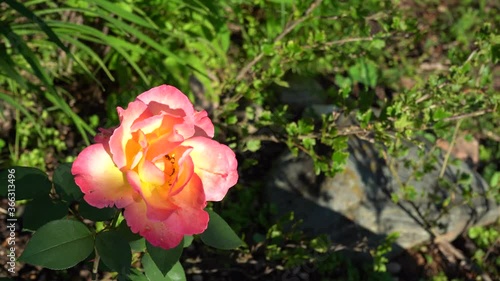Wallpaper Mural An orange rose lit by the sun at sunset sways from the wind in the garden Torontodigital.ca