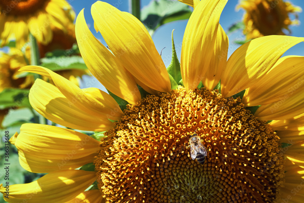 banner summertime blue sky clouds flower sunflower banner summertime blue sky clouds flower sunflower