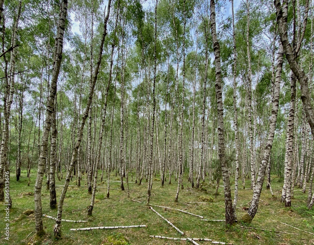 Obraz premium Birch trees in a forest near Ede in The Netherlands.