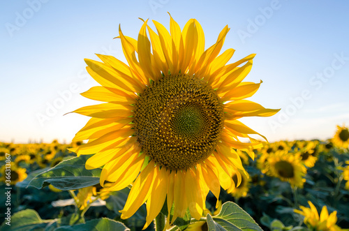 ripe sunflower with yellow leaves close up