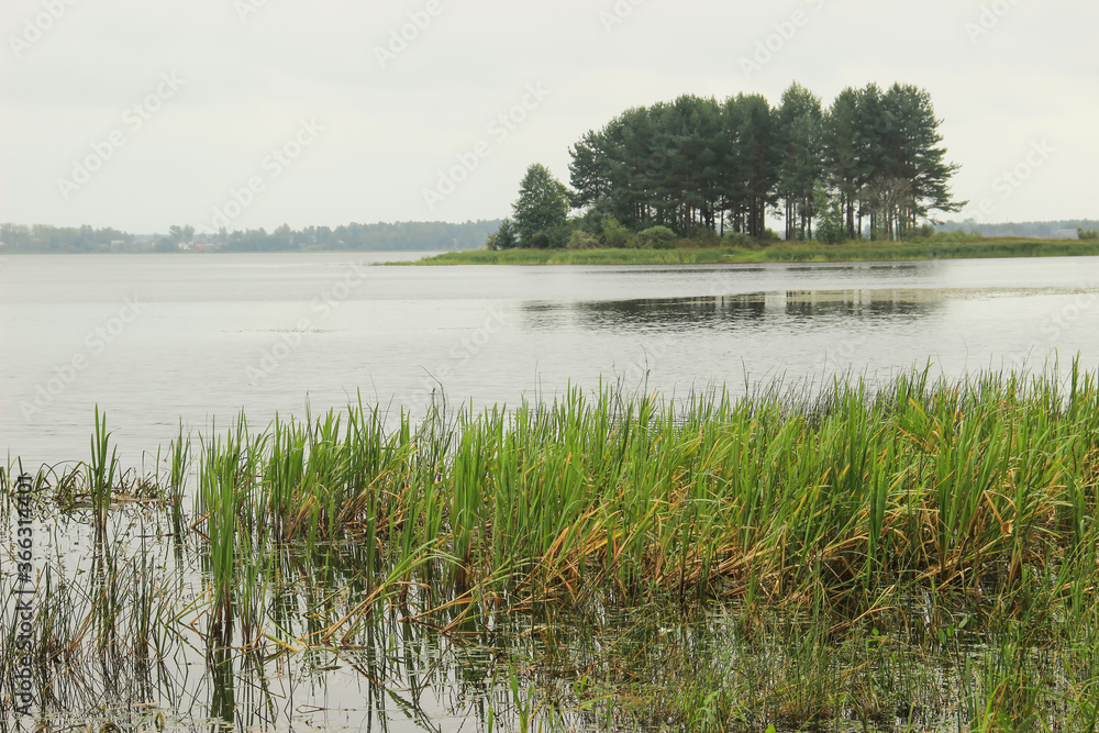 Landscape. Lake in a fog, the cattails near the shore and small island with pine trees.