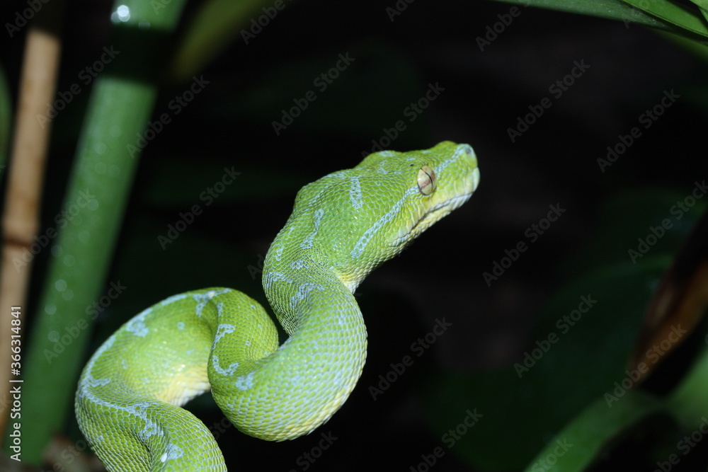 Obraz premium Grüner Baumpython im Terrarium in Deutschland. 