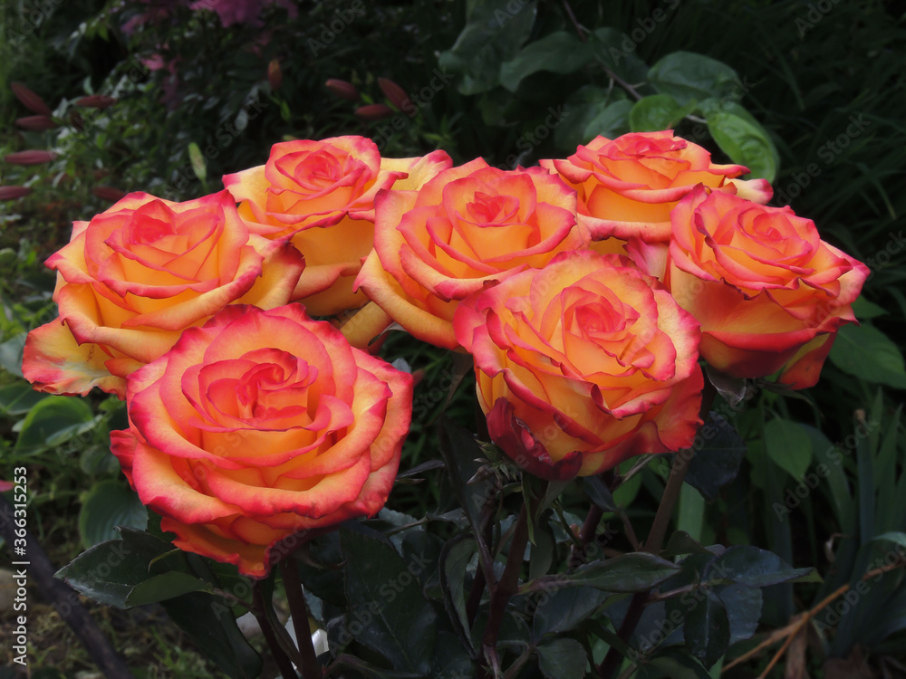 very beautiful roses in a bouquet.flowers for a birthday.