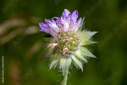 Flower in quarter bloom