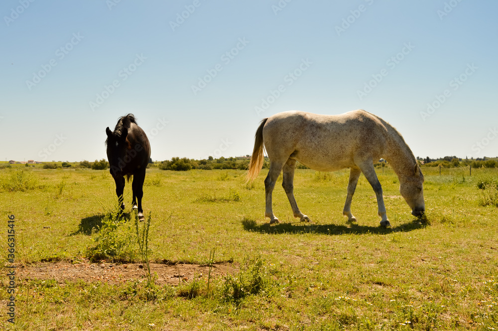Fototapeta premium horses in the field