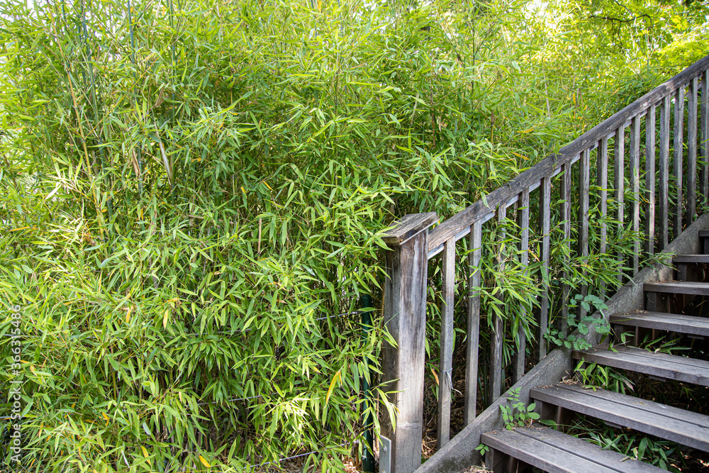 wodden stairway next to bamboo outdoor backgrond