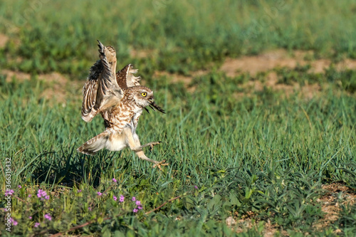 Burrowing owl Landing