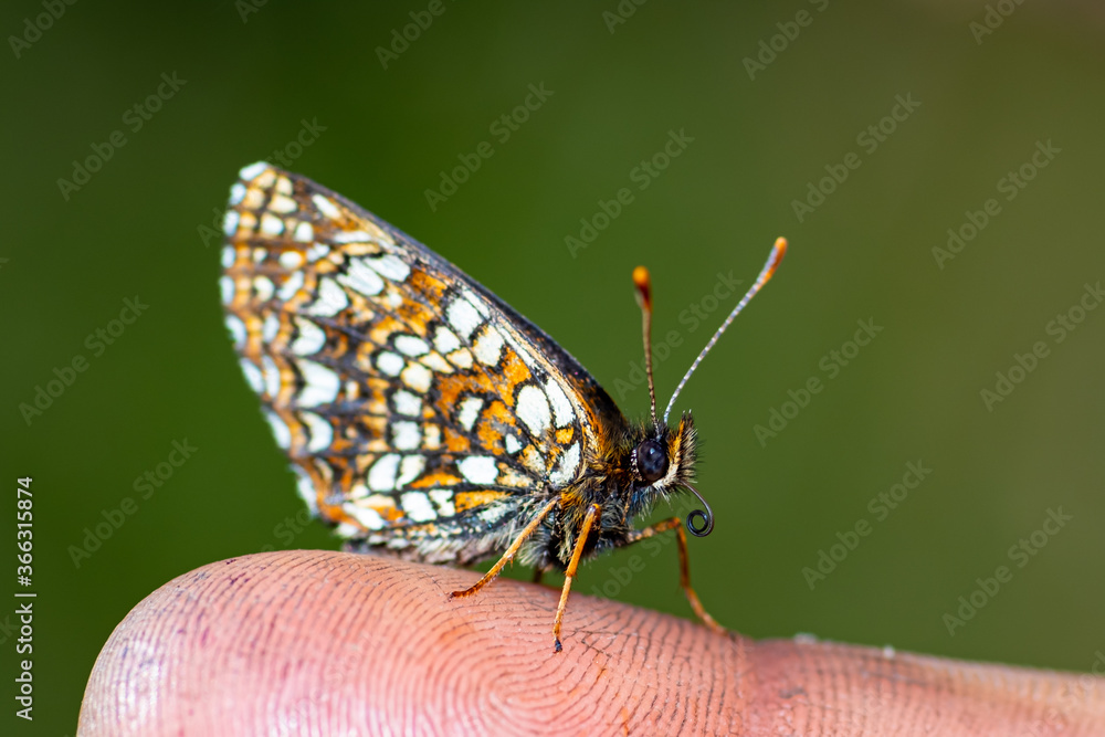 White and orange brown butterfly is sitting calm on a finger White and orange brown butterfly is sitting calm on a finger