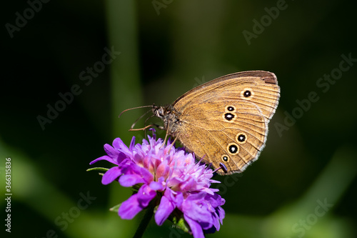 Butterfly stretches out his leg on a flower