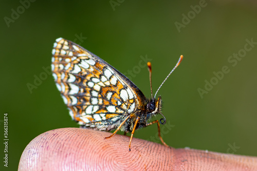 White and orange brown butterfly is sitting calm on a finger