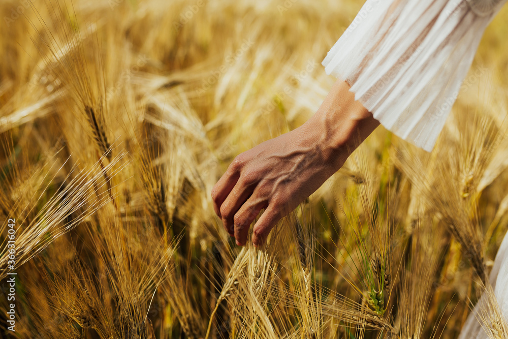 Female fingers touching spikelets of wheat close up. A woman's hand gently touches the lads of wheat. Agriculture and harvesting concept.