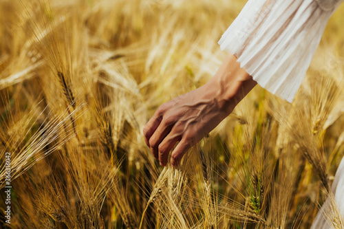 Obraz na płótnie Female fingers touching spikelets of wheat close up. A woman's hand gently touches the lads of wheat. Agriculture and harvesting concept. w salonie