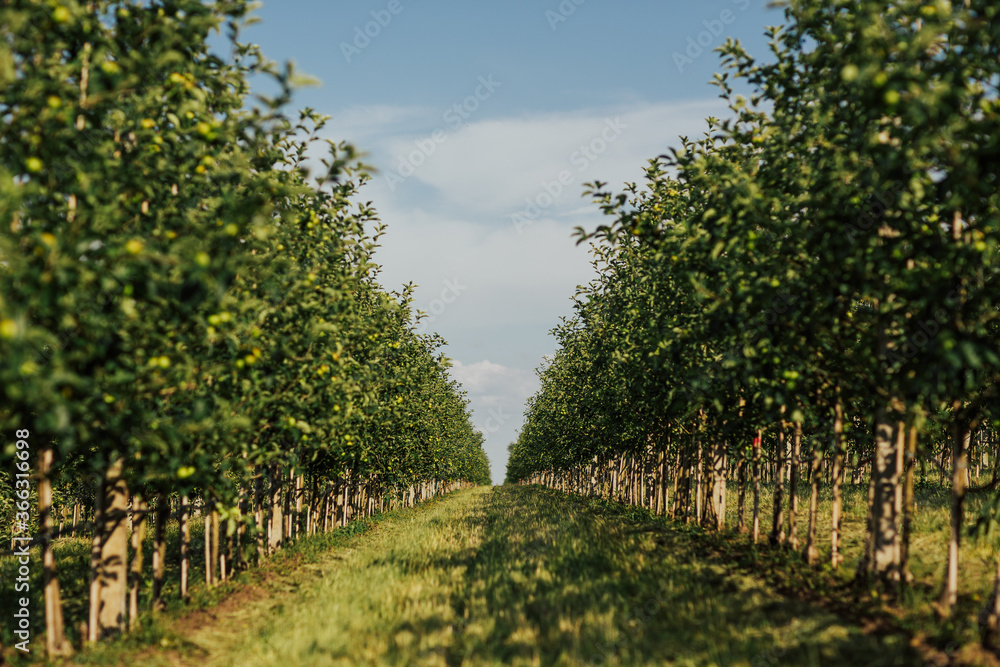 Trees with green apples in the garden. Fruit trees with harvest green apples in a modern  apple orchard at the end of the summer season. Fresh green grass grows between the long rows of fruit trees.
