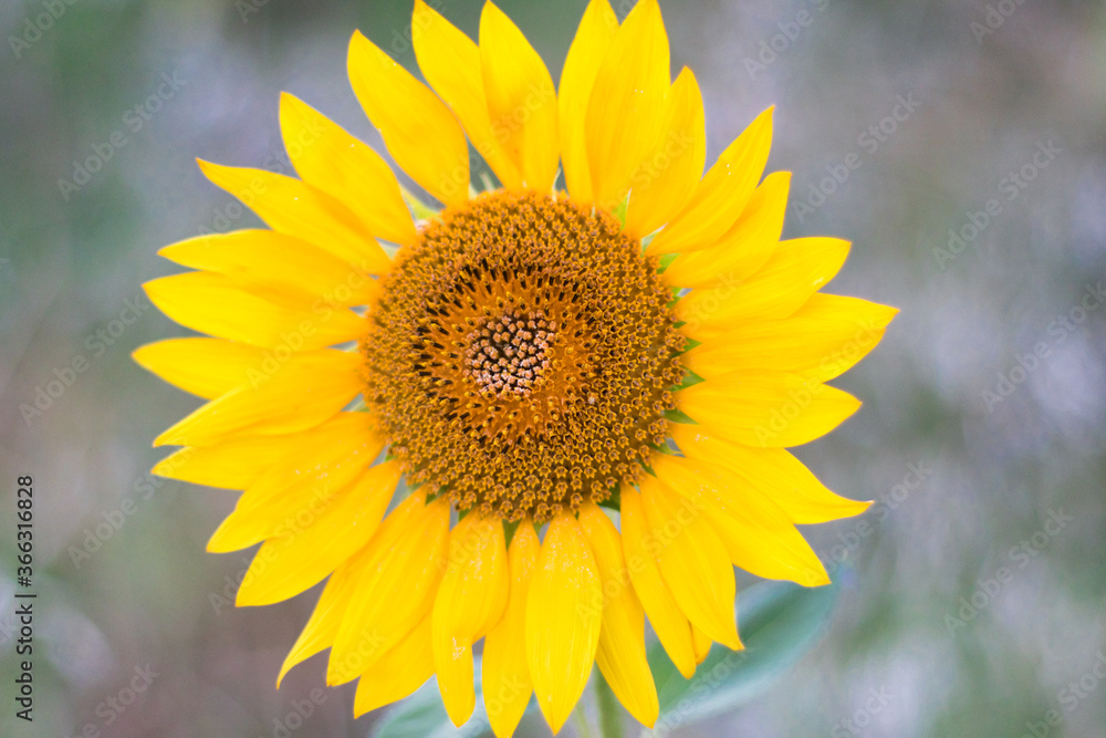 Sunflower blossoming on a field Sunflower blossoming on a field