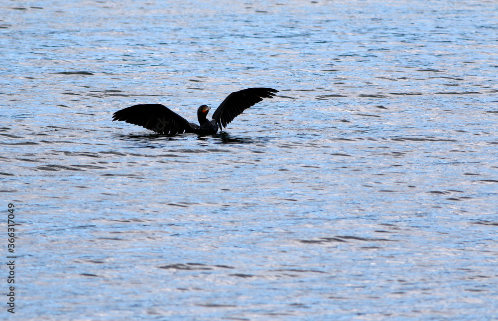 Fototapeta premium Cormoran à aigrettes sur le fleuve