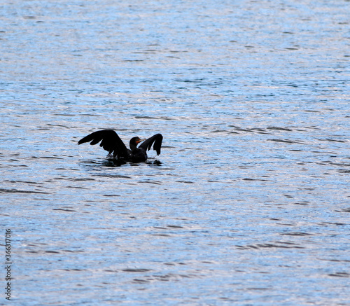 Cormoran à aigrettes sur le fleuve photo