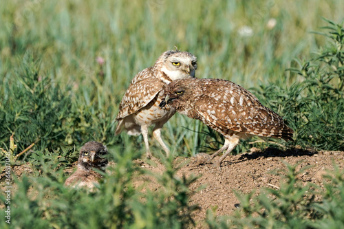 Burrowing Owls - Owlet