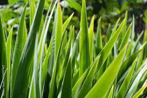 Iris green long sward shaped leaves background. Iris plant before blooming in spring.