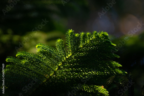 Norfolk Pine Frond