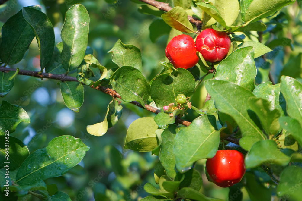 Fresh organic Acerola cherry.Thai or Acerola cherries fruit on the tree, high vitamin C and antioxidant fruits