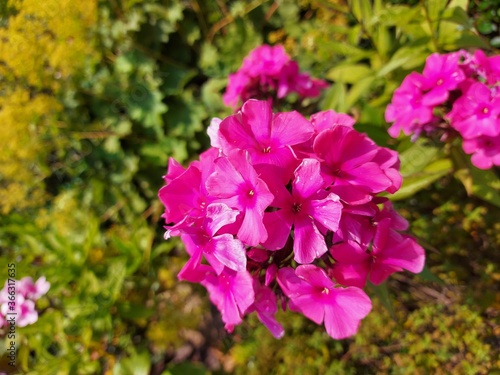 pink flowers,
Balsm flower