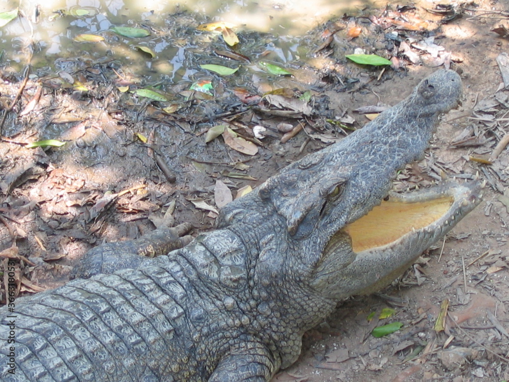 Fototapeta premium Krokodil