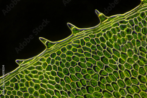 Microscopic view of moss leaf (Plagiomnium affine). Darkfield illumination.