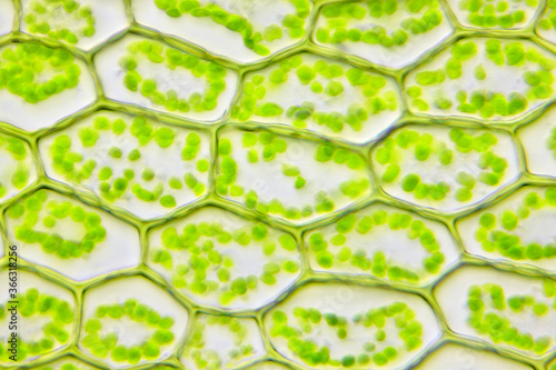 Microscopic view of moss leaf (Plagiomnium affine). Brightfield illumination. photo