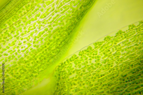 Microscopic view of moss. Brightfield illumination.
