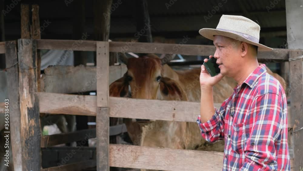 Farmer are using a smartphone on background cow in cow stall. Farmer are using a smartphone on background cow in cow stall.