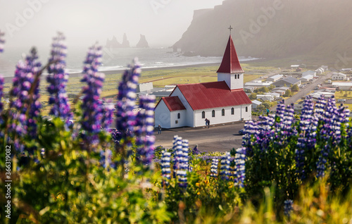 Amazing Icelandic Landscape. Lutheran Myrdal church surrounded on blooming lupine flowers, Vik, Iceland. Amazing nature of Iceland. Vik is one famous natural landmark and travel destination place. © jenyateua