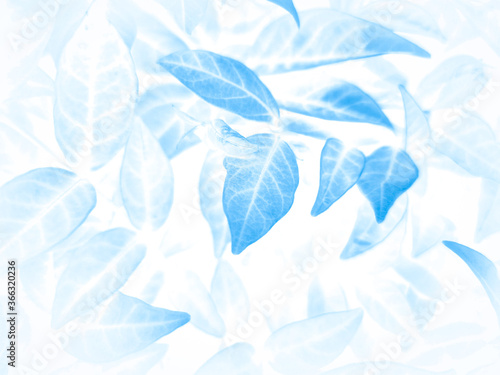 Beautiful abstract color gray and blue flowers on white background and dark  ...