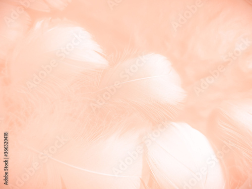 Beautiful abstract orange and white feathers on white background  soft brown feather texture on white pattern background  yellow feather background