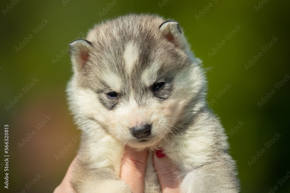 Woman holds black, white and orange colored Siberian Husky puppy in her hands. Young dog isolated with green background.