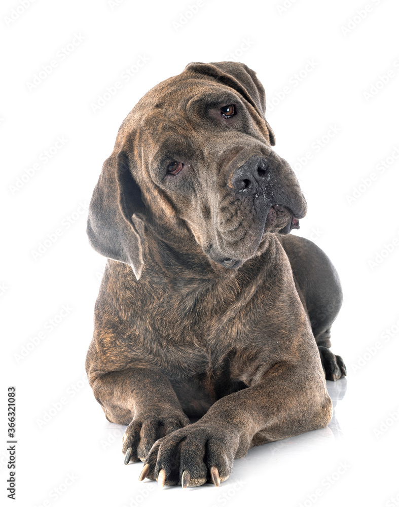 Obraz premium cane corso in studio