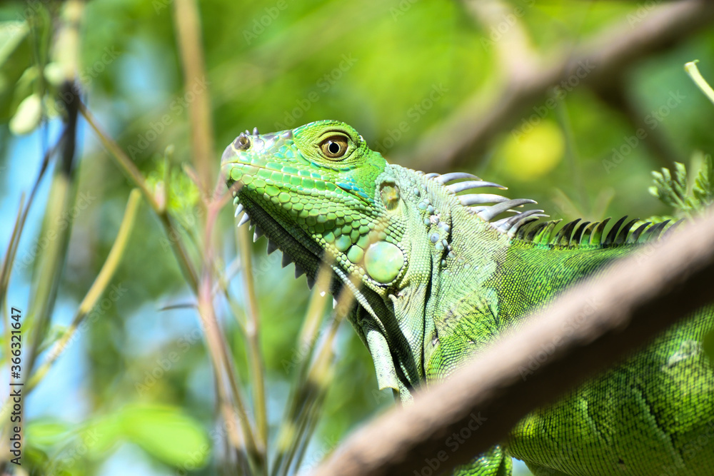 Obraz premium zielony iguana