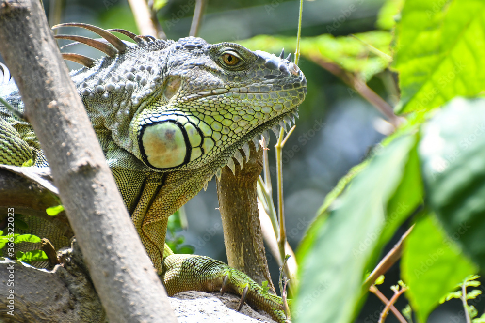 Obraz premium Iguana close-up, Florida