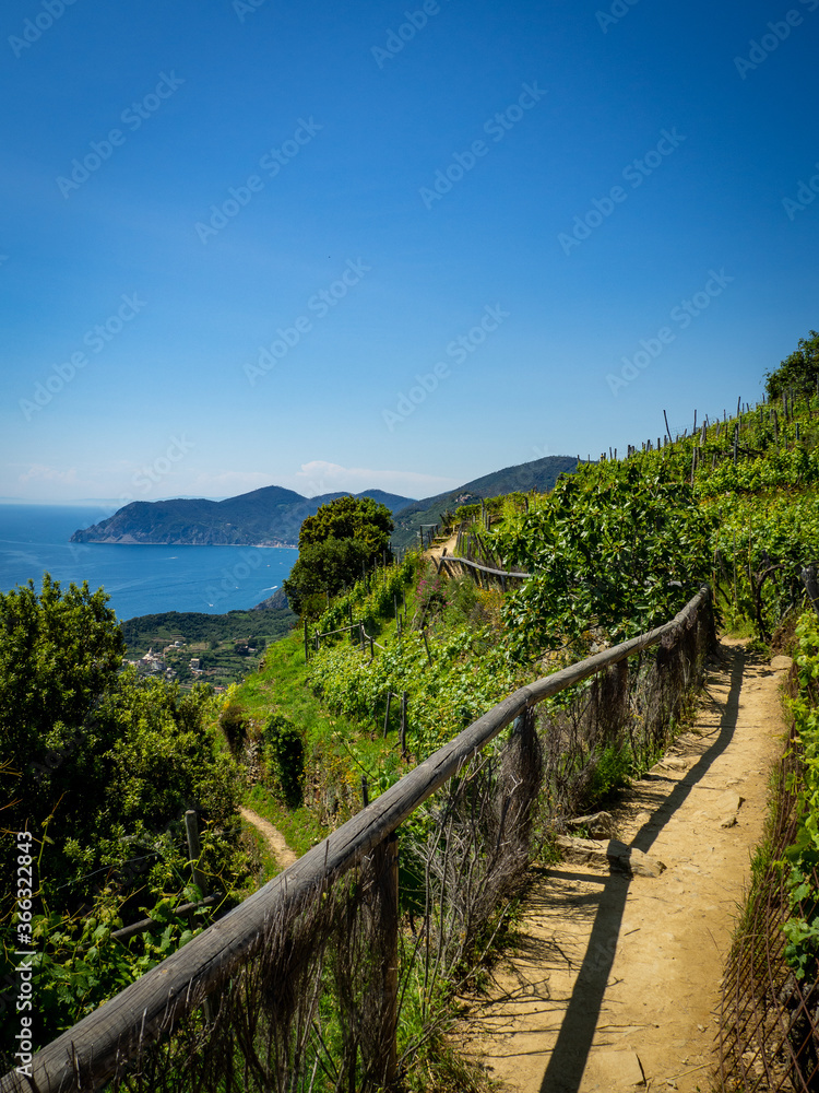 Hiking path through the grapevine in Cinque Terre. Tuscany Italy Hiking path through the grapevine in Cinque Terre. Tuscany Italy