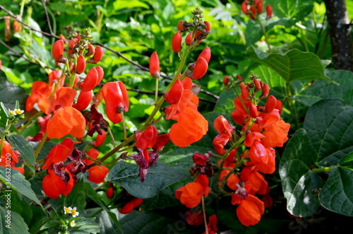 Photography Beans in the garden blooms with red flowers in early summer