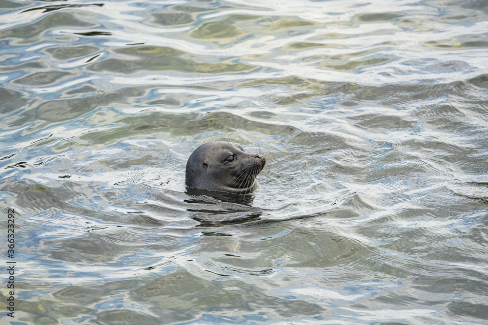 Obraz premium A seal looks out of the water of Lake Baikal