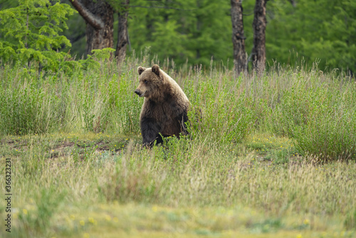 The bear sits in the grass at the edge of the forest