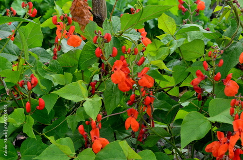 Schilderij op canvas Beans in the garden blooms with red flowers in early summer