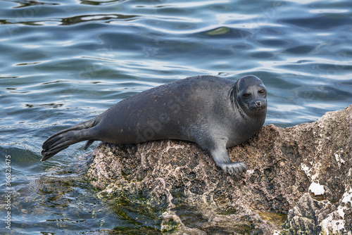 Seal on the rocks of Lake Baikal
