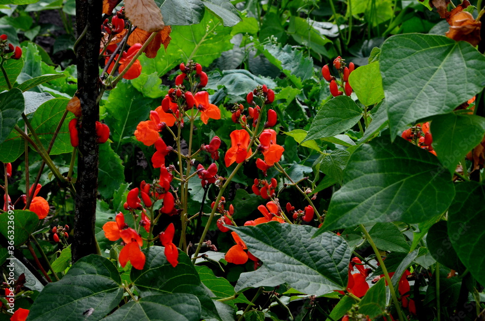 Beans in the garden blooms with red flowers in early summer.

Red scarlet flowers of runner Bean plant (Phaseolus coccineus 'Enorma') growing in the garden.
