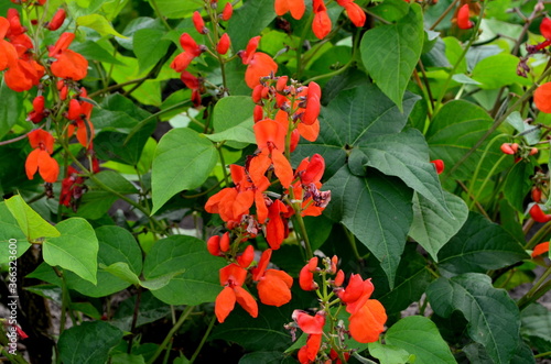 Valokuva Beans in the garden blooms with red flowers in early summer