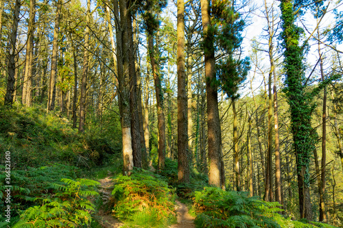Wallpaper Mural Paisajes de montes del Pais Vasco en la zona de Urnieta y Andoain, Adarra Torontodigital.ca