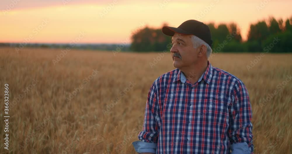 Portrait of a happy Senior adult farmer in a cap in a field of grain looking at the sunset. Wheat field of cereals at sunset. Slow motion Portrait of a happy Senior adult farmer in a cap in a field of grain looking at the sunset. Wheat field of cereals at sunset. Slow motion